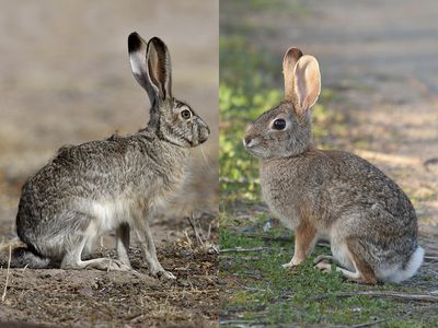 Comparison of a hare and a rabbit. (Left-hare) black-tailed jackrabbit (Lepus californicus); (right-rabbit) desert cottontail (Sylvilagus audubonii)