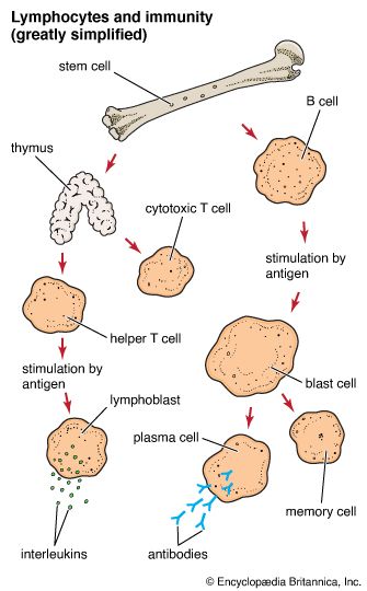lymphocytes and immunity