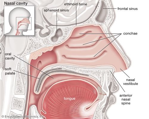 human nasal cavity