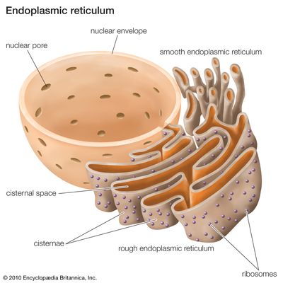 endoplasmic reticulum