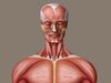 Discover the location and role of skeletal muscles in the human body