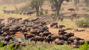 Are there too many elephants in Kruger National Park?