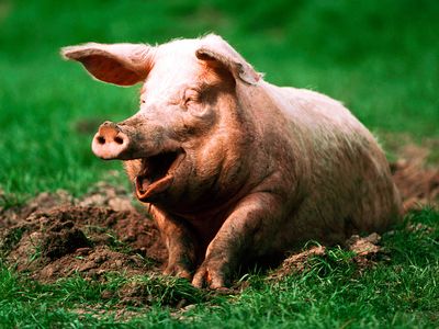 Pig. Hog. Suidae. Sus. Swine. Piglets. Farm animals. Livestock. Pig sitting in mud.