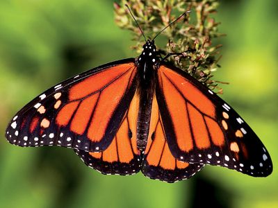 Monarch butterfly (nectar, pollen, insect)