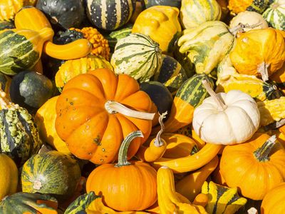 Gourds and pumpkins