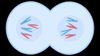 Walk through the process of mitotic cell division to understand the foundation of growth