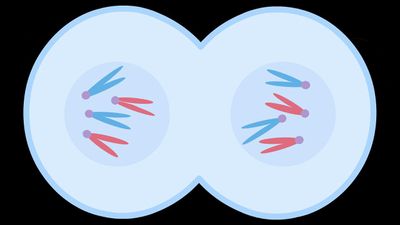 Walk through the process of mitotic cell division to understand the foundation of growth