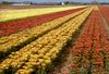 Learn about the Netherlands' flower cross-breeding and cultivation program from the fields to auction