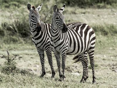 Two zebras, Serengeti Naitonal Park, Tanzania.