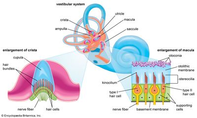 vestibular system