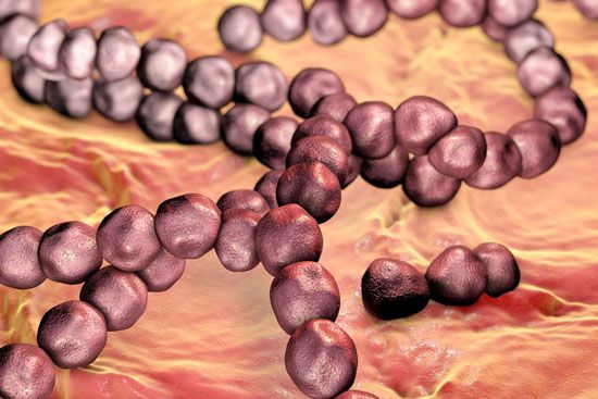 Streptococcus mutans; human microbiome