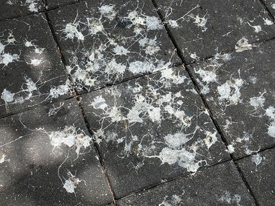 High Angle View Of Bird Dropping On Footpath