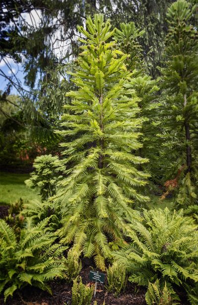 Wollemi pine