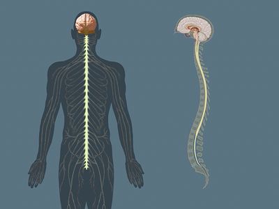 Understand the structure and functions of the central nervous system