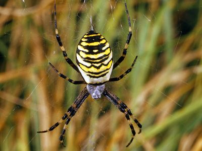 Wasp spider. Argiope bruennichi. Orb-weaver spider. Spiders. Arachnid. Cobweb. Spider web. Spider's web. Spider silk. Black and yellow striped wasp spider spinning a web.