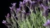 How is lavender used medicinally?