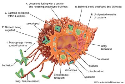 macrophage structure