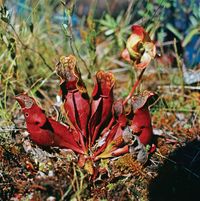 Yellow pitcher plant (Sarracenia flava).