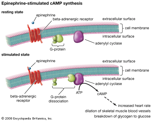 Epinephrine binds to a type of G protein-coupled receptor known as a beta-adrenergic receptor. When stimulated by epinephrine, this receptor activates a G protein that subsequently activates production of a molecule called cAMP (cyclic adenosine monophosphate). This results in the stimulation of cell-signaling pathways that act to increase heart rate, to dilate blood vessels in skeletal muscle, and to break down glycogen to glucose in the liver.