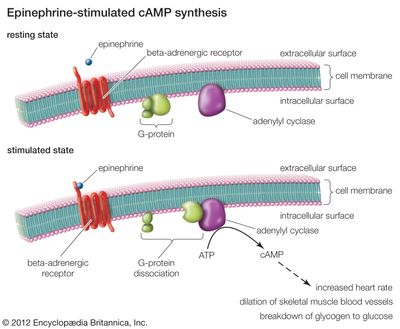 Epinephrine binds to a type of G protein-coupled receptor known as a beta-adrenergic receptor. When stimulated by epinephrine, this receptor activates a G protein that subsequently activates production of a molecule called cAMP (cyclic adenosine monophosphate). This results in the stimulation of cell-signaling pathways that act to increase heart rate, to dilate blood vessels in skeletal muscle, and to break down glycogen to glucose in the liver.