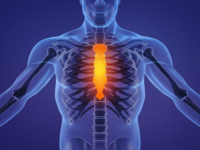3D illustration of sternum, ribs, skeleton, anatomy