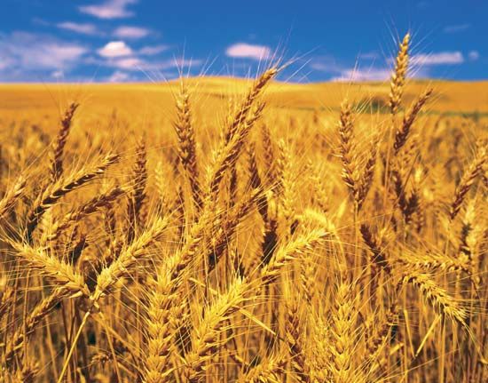 semelparity; wheat