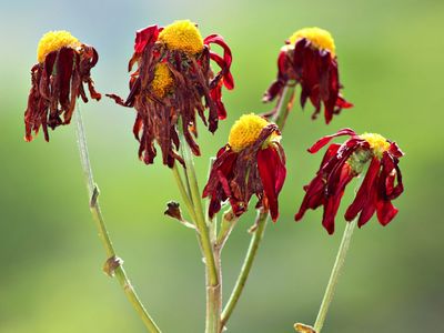 Dead and wilted flowers hang limply.