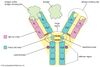 antibody structure