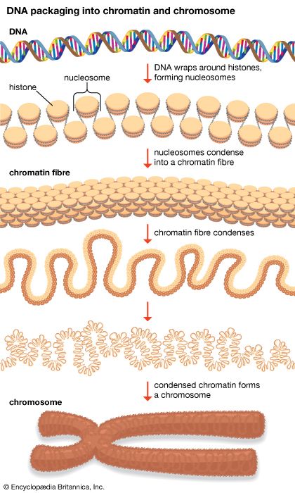 DNA packaging into chromatin and chromosome