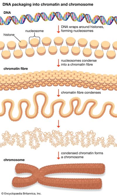 DNA wraps around proteins called histones to form units known as nucleosomes. These units condense into a chromatin fibre, which condenses further to form a chromosome. Epigenetics studies have revealed that chemical modifications to histones can be inherited and define how the information in genes is expressed and used by cells.