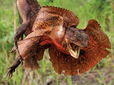 Frilled lizard (Chlamydosaurus kingii), Australia (reptile). Membrane around neck is raised when animal is threatened or surprised. (animal behavoir, behavioral response)