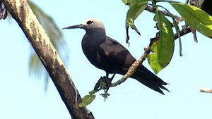 A close look at Seychelles' Bird Island, a nature reserve