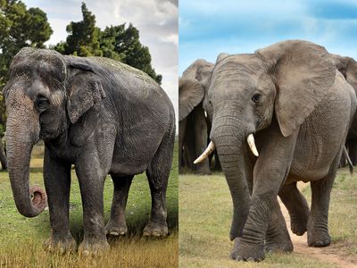 Asian and African elephant side by side