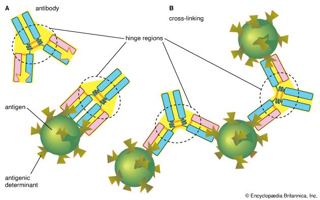 binding of antibodies and antigenic determinants