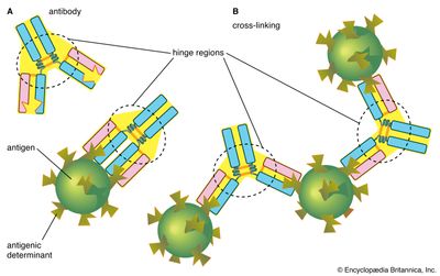 binding of antibodies and antigenic determinants