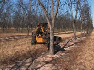 See how a tree shaker harvests pecans