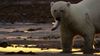 See a desperately hungry polar bear hunting for fish due to scarcity of food in the Russian Arctic