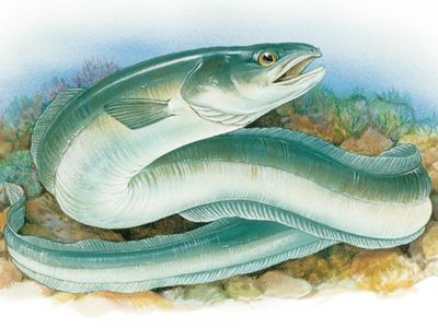 Three types of eels. Fish / Anguilliformes / American eel (Anguilla rostrata), European eel (Anguilla anguilla), conger eel (Conger oceanicus)