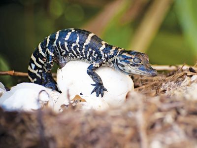 American alligator hatchling. (endangered species; reptile; baby animal; reptile egg; animal birth; hatching)