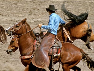 Cowboy wrassling horses