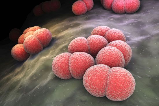 Gram-negative bacteria such as Neisseria meningitidis are a common cause of septicemia.