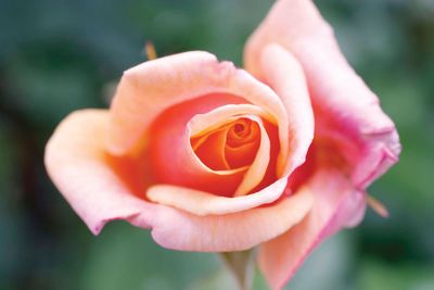 hybrid tea rose