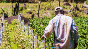 An agriculture worker in Nicaragua's Caribbean region, where a GCF project is under a complaint. Funding Stagnation Puts Green Climate Fund Ambition at Risk