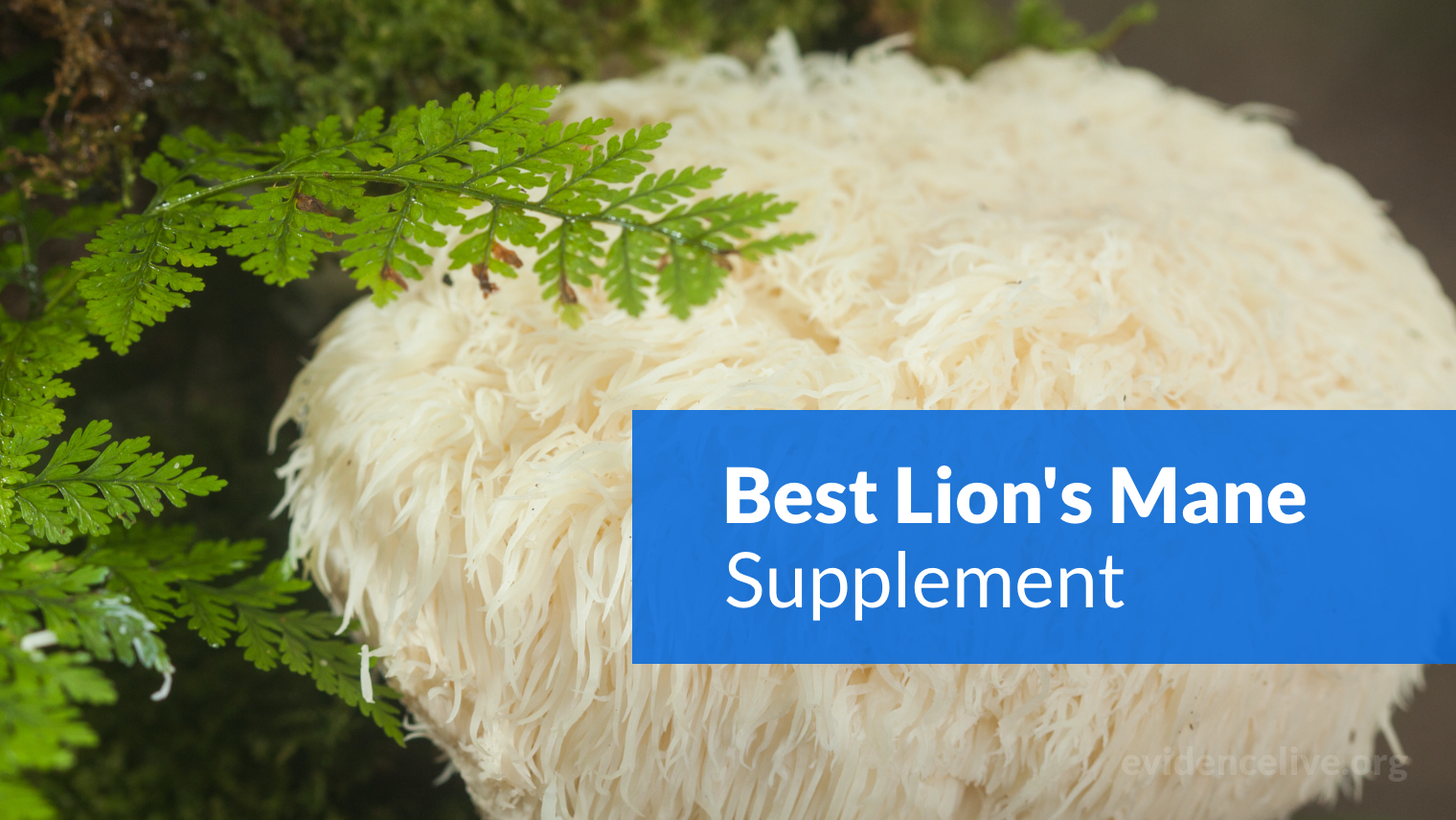 Best Lion’s Mane Mushroom Supplement (Capsules & Powder)