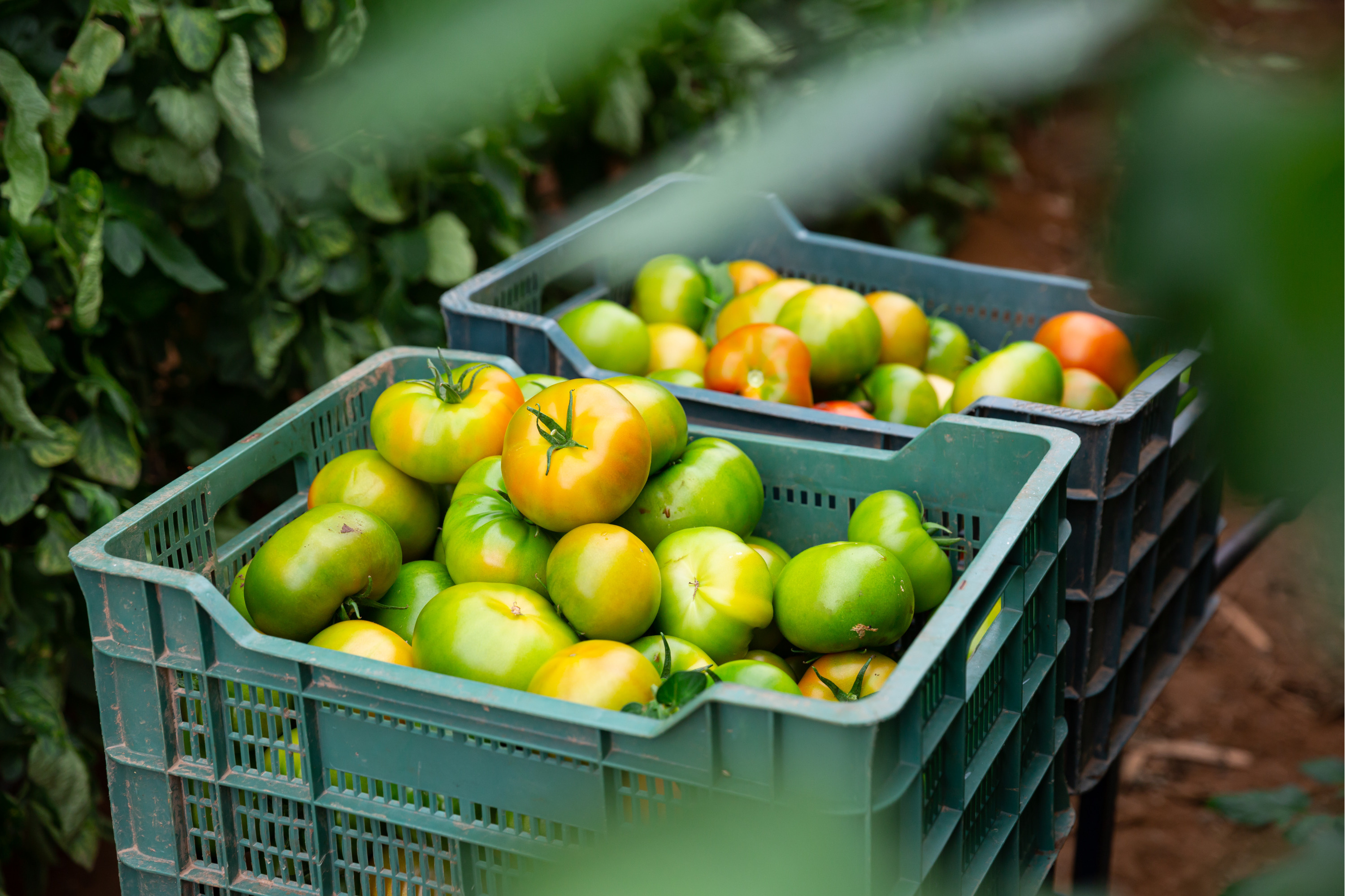 Срывайте зелеными: когда собирать томаты и как быстро сделать их красными дома — простые и действенные способы