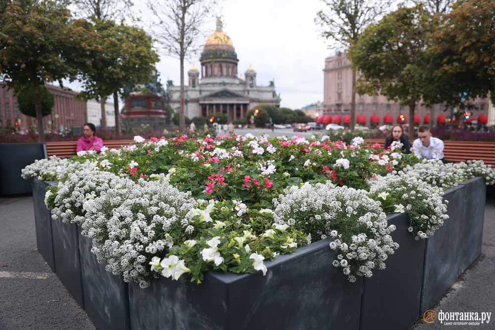 В Петербурге снова разобьют липовый сад у Мариинского дворца. На этот раз его оценили на 60 млн дешевле