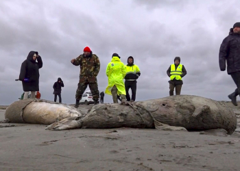 На берег Каспия вынесло десятки туш мертвых тюленей