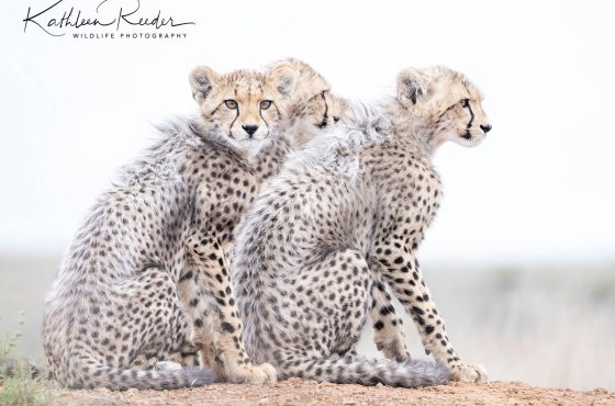 cheetah cubs high key wildlife photography