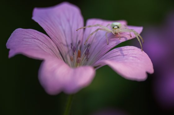 crab spider on flower macro photography