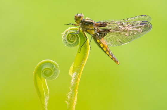 best camera for macro photography